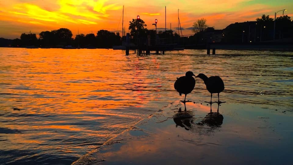 Two little birds enjoying the sunset by lake zurich. #goldenhour