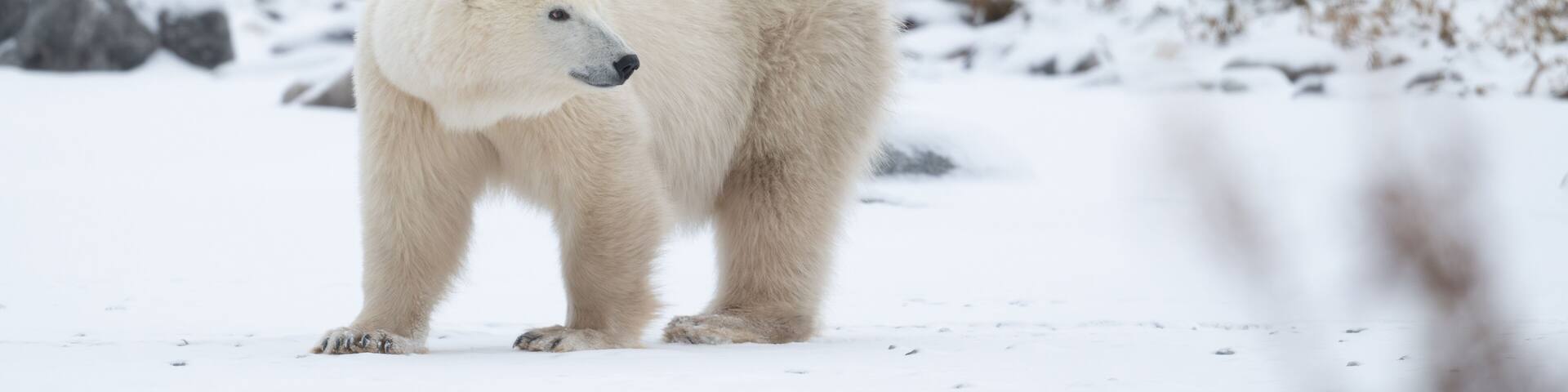 Polar bear on snow covered ground