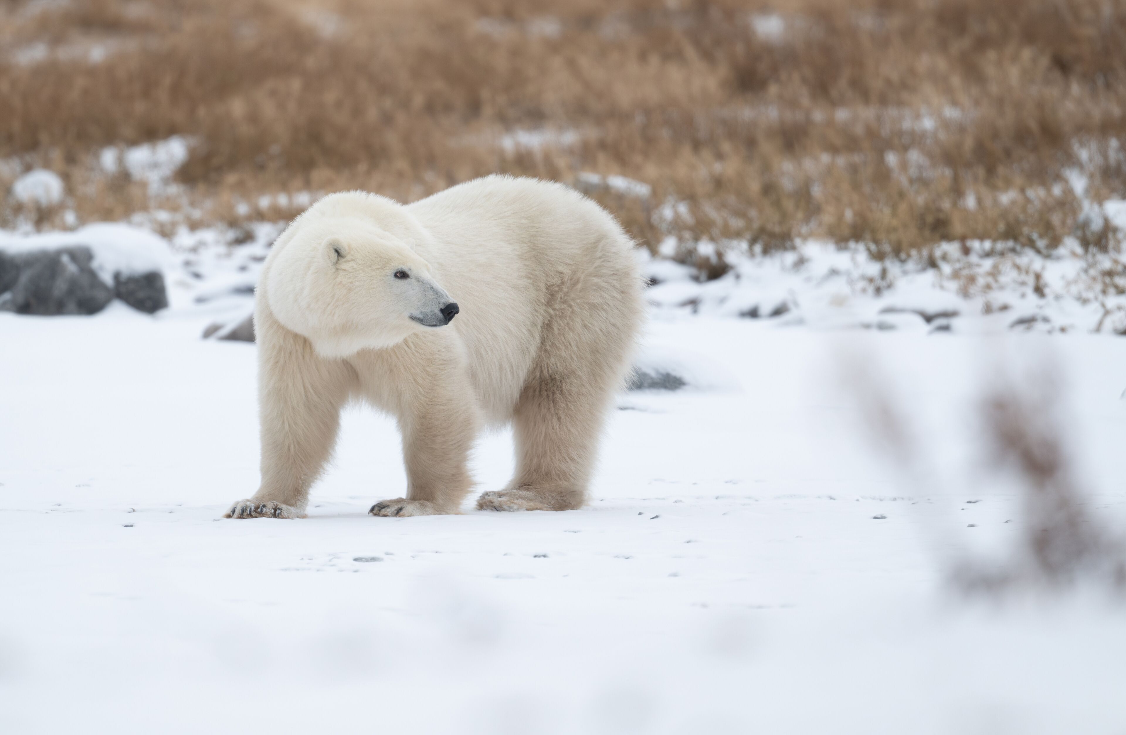 A polar bear standing in a snowy landscape with dry grass in the background.