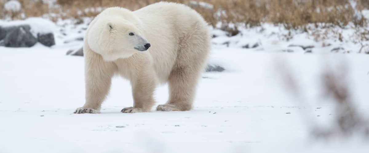 A polar bear standing in a snowy landscape with dry grass in the background.