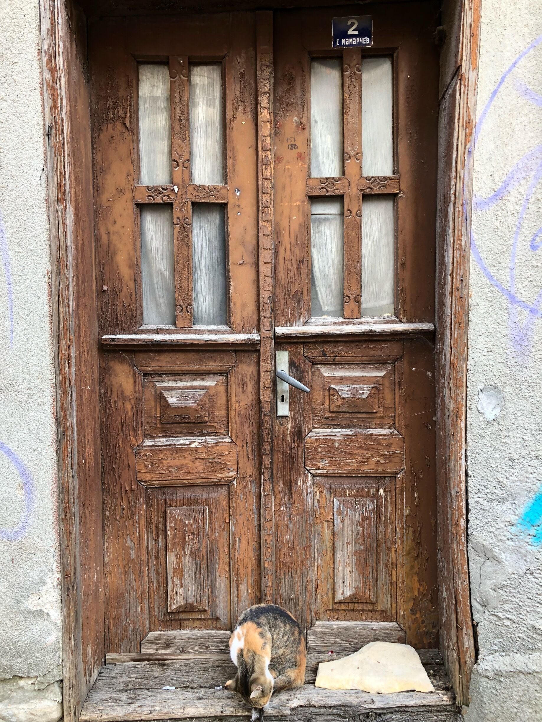 Cat guarding the entrance