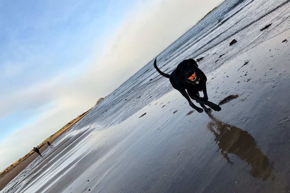 A black dog running on a wet beach with a clear sky.