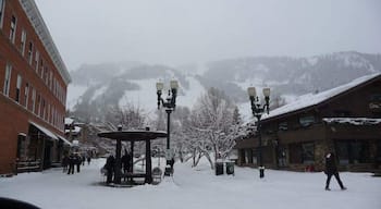 Aspen on a snowy day...