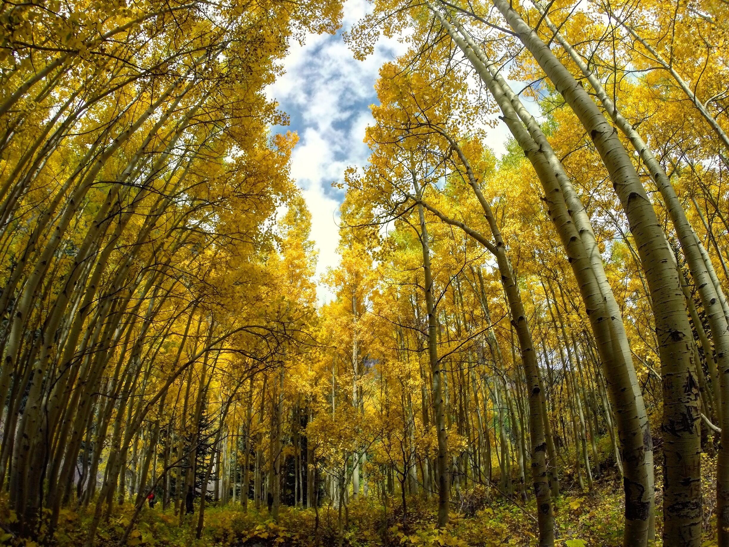 Seeing the aspens change this golden color in late September is an art. A week later and you've missed them. This was taken on the scenic loop trail at Maroon Bells in Aspen, CO. #aspen #colorado #fall #autumn #golden #colorful 