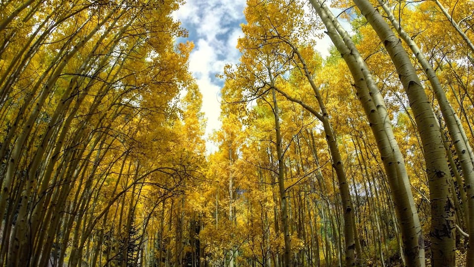 Seeing the aspens change this golden color in late September is an art. A week later and you've missed them. This was taken on the scenic loop trail at Maroon Bells in Aspen, CO. #aspen #colorado #fall #autumn #golden #colorful