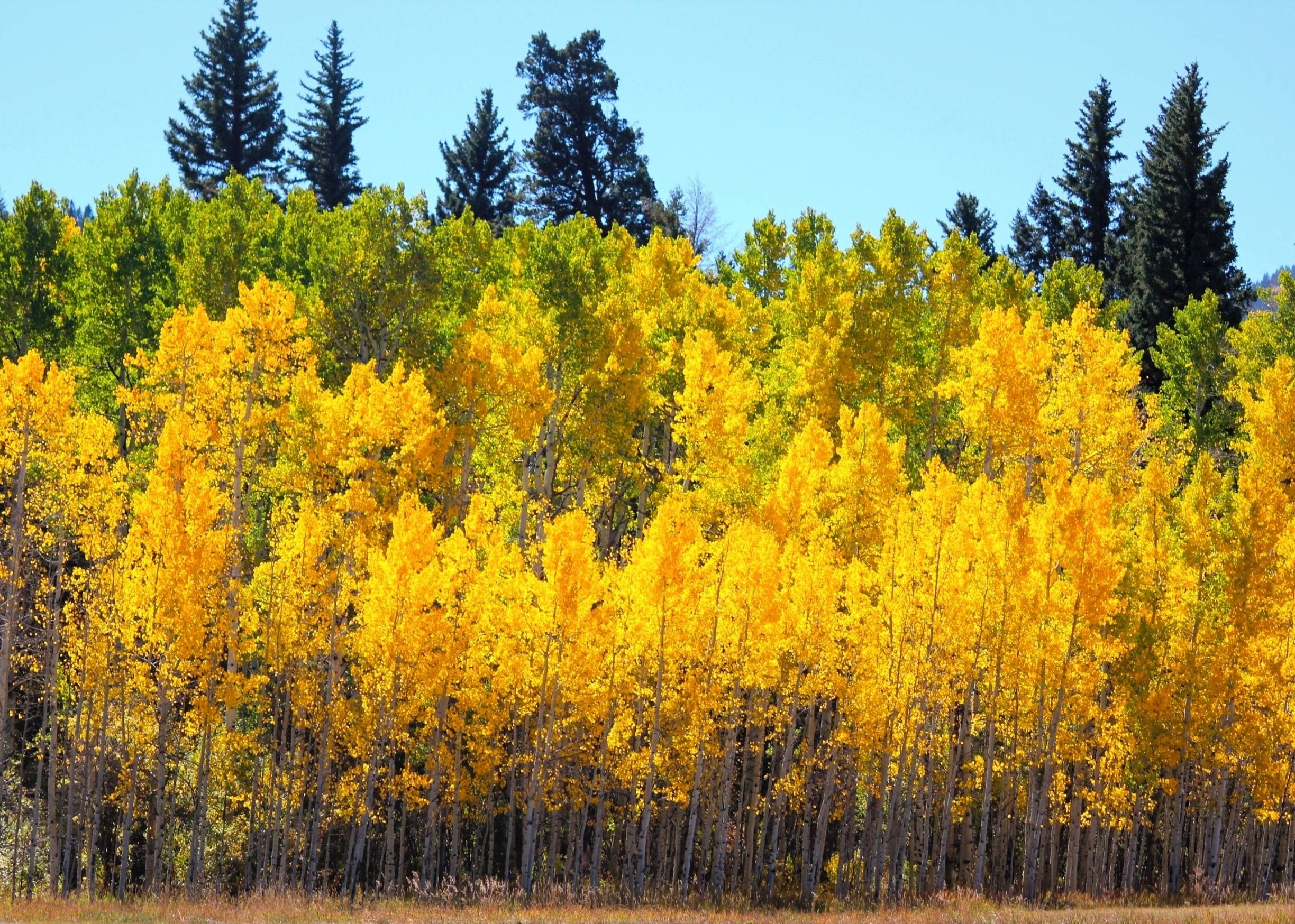 This is one of my favorite pictures of the Aspen trees around Aspen CO.  We were hiking in the mountains when we came across this grove with the variation of colors.  Love Aspen in the Fall.