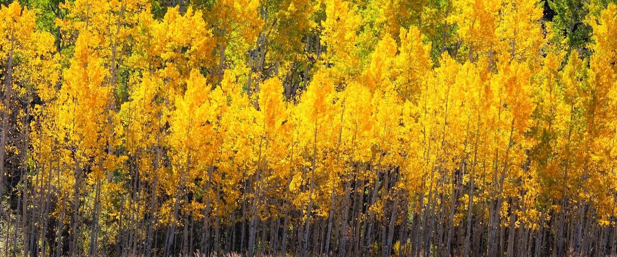 This is one of my favorite pictures of the Aspen trees around Aspen CO. We were hiking in the mountains when we came across this grove with the variation of colors. Love Aspen in the Fall.