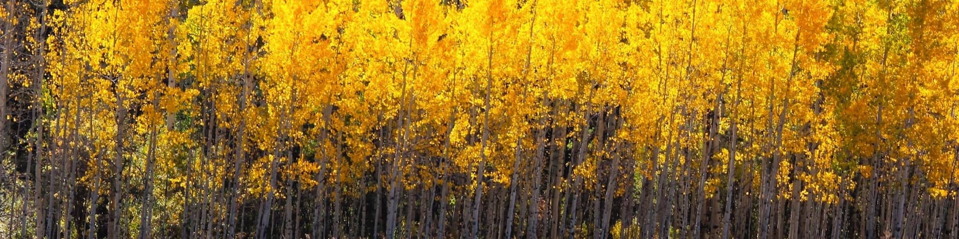 This is one of my favorite pictures of the Aspen trees around Aspen CO. We were hiking in the mountains when we came across this grove with the variation of colors. Love Aspen in the Fall.