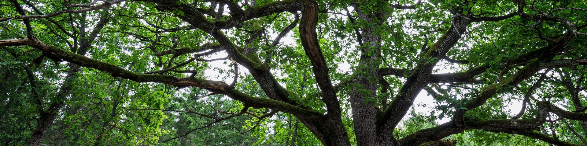 Ein großer Baum mit breitem Blätterdach in einem bewaldeten Gebiet.