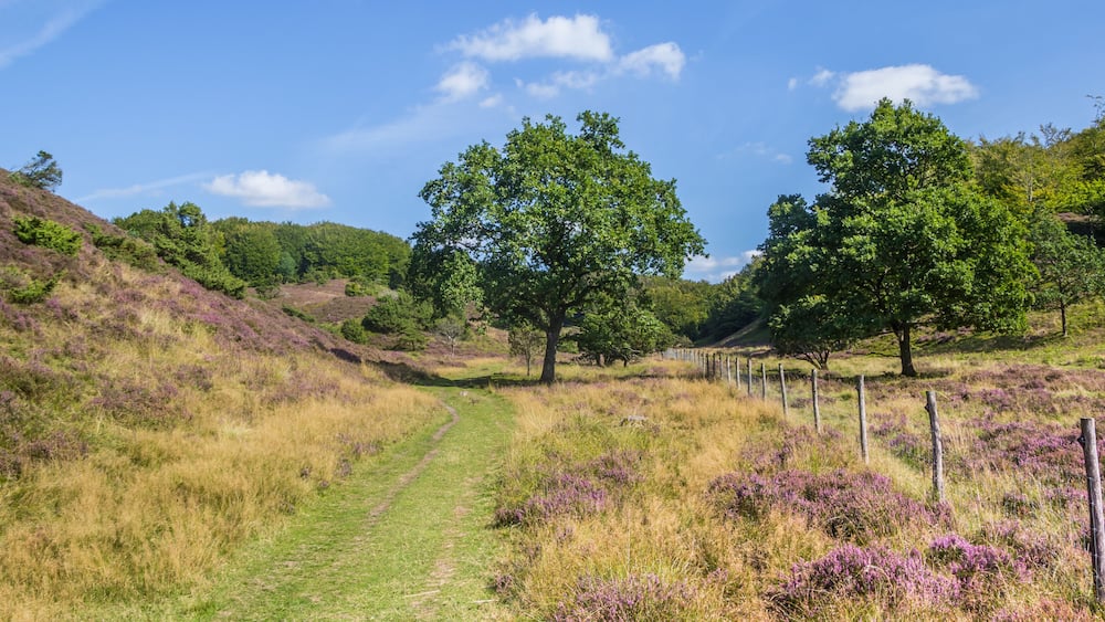Ein grasbewachsener Pfad schlängelt sich durch eine hügelige Landschaft mit Bäumen und violettem Heidekraut.