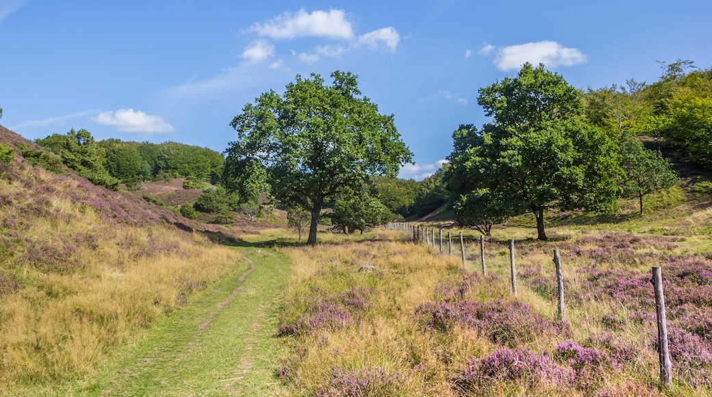 A grassy path with trees and purple heather in a hilly landscape.