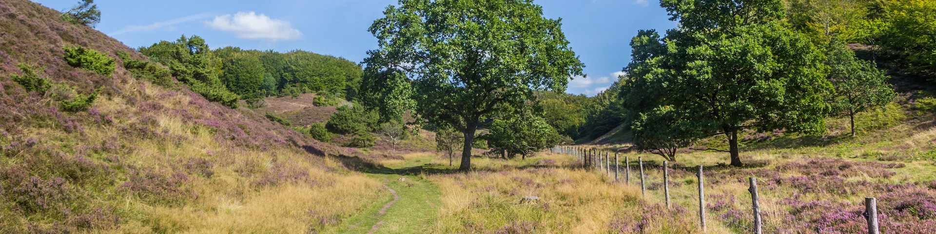 Un sendero empedrado con árboles y brezo púrpura en un paisaje montañoso.