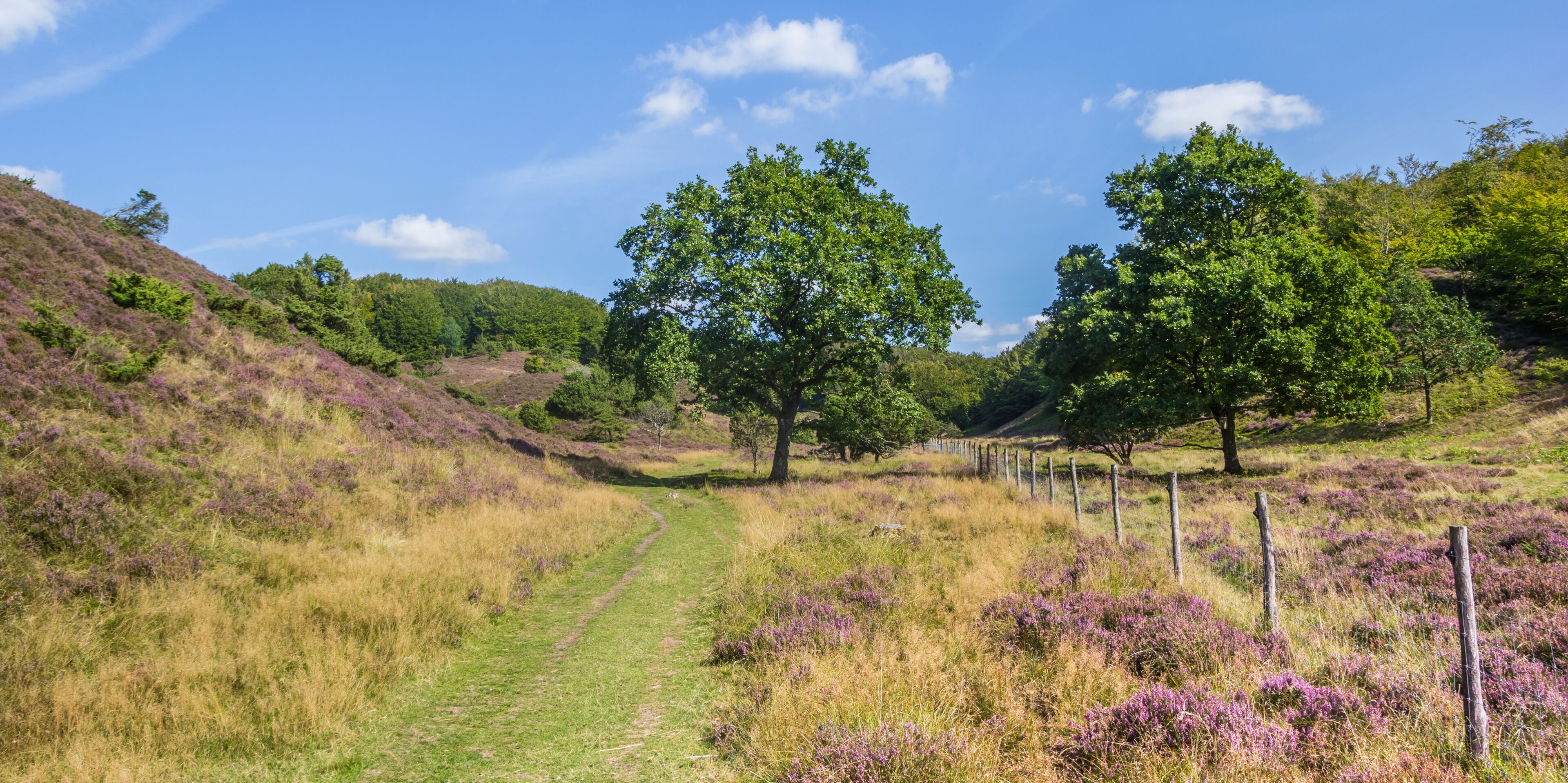 A grassy path with trees and purple heather in a hilly landscape.