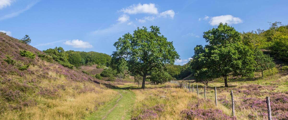 A grassy path with trees and purple heather in a hilly landscape.