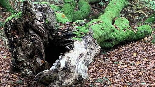 Troldeskoven / Trollwald ist Teil des Waldes Rold Skov und trägt seinen Namen zurecht. In einer Vollmondnacht mochte ich dort nicht herumlaufen !!! 😱😱😱