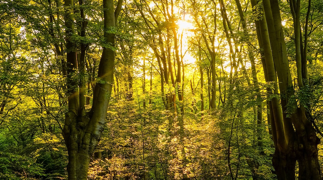 Warm sunshine breaking through the woods and casting long shadows on the earth of Epping Forest, Essex, UK.