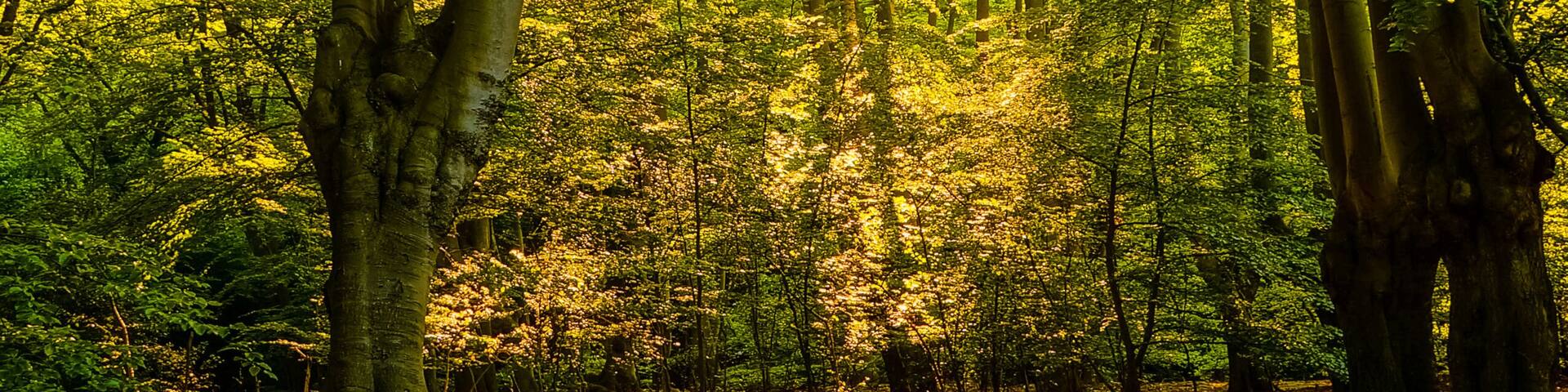Warm sunshine breaking through the woods and casting long shadows on the earth of Epping Forest, Essex, UK.