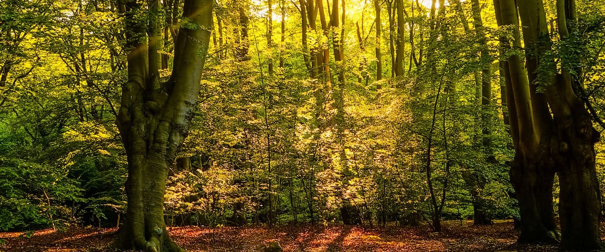 A forest with sunlight filtering through the trees.