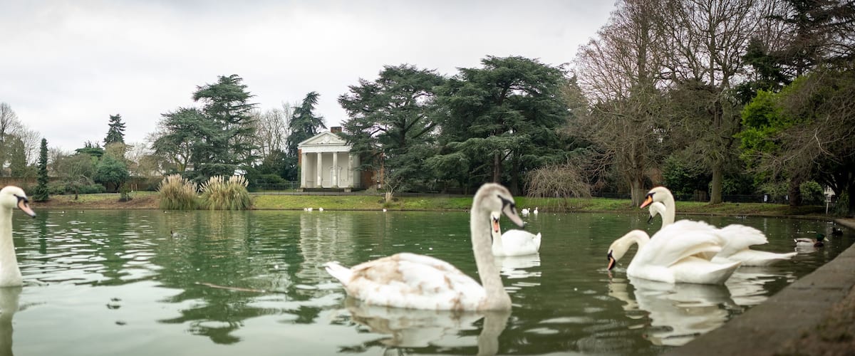 Swans swimming in a park with a gazebo in the background.