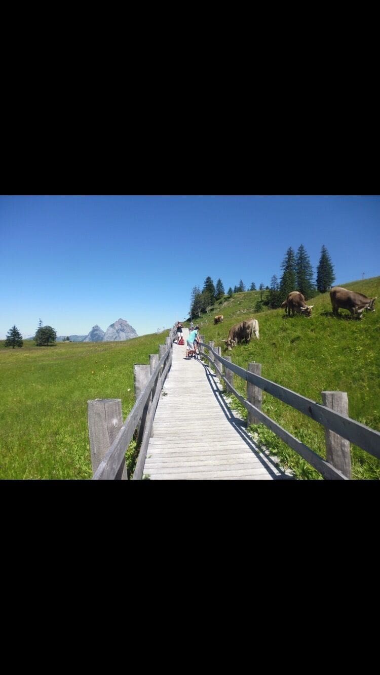 A wooden boardwalk leading through a grassy field with cows grazing on a hillside.