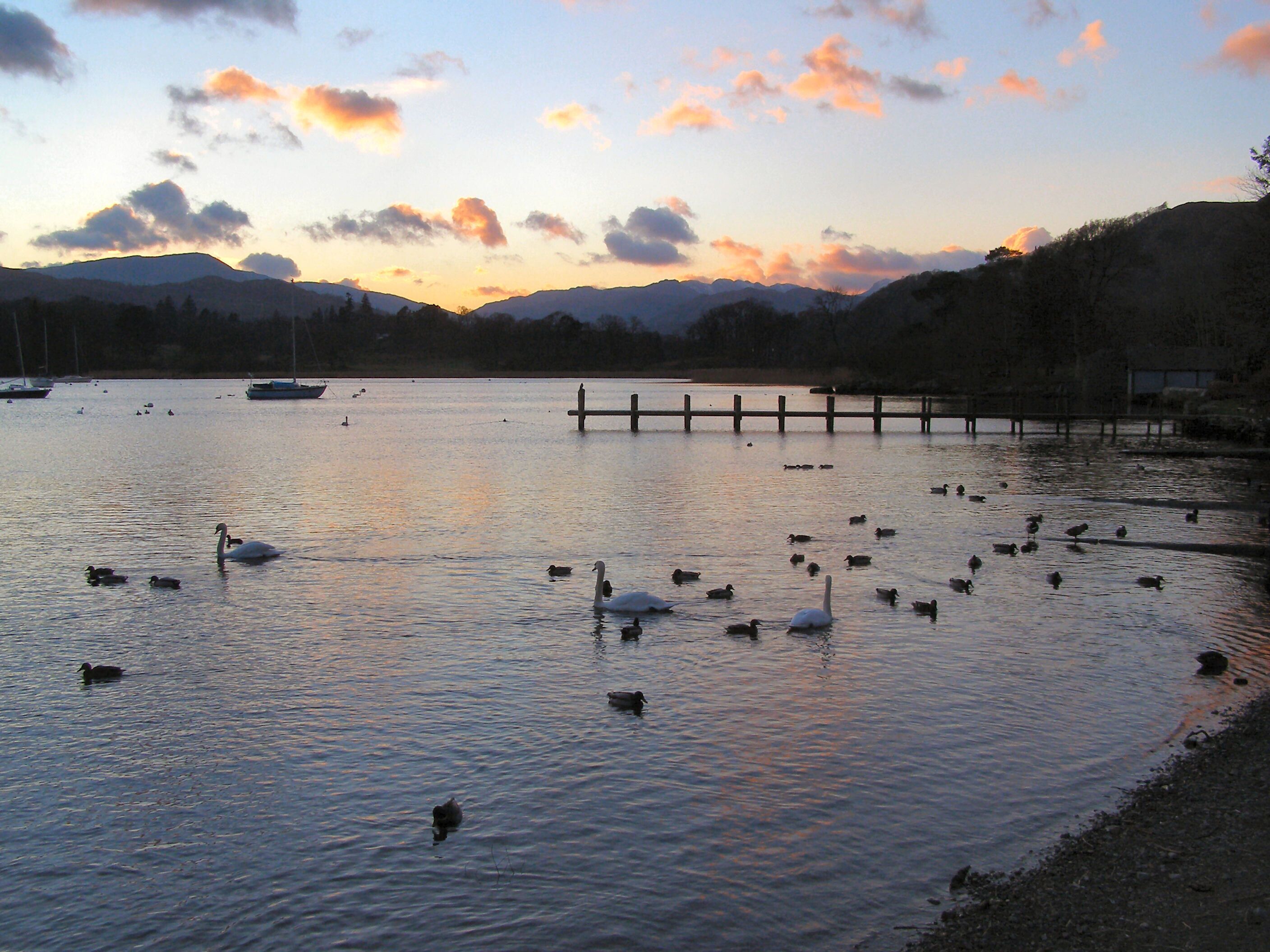 A lake with swans and ducks, boats, and a wooden dock at sunset.