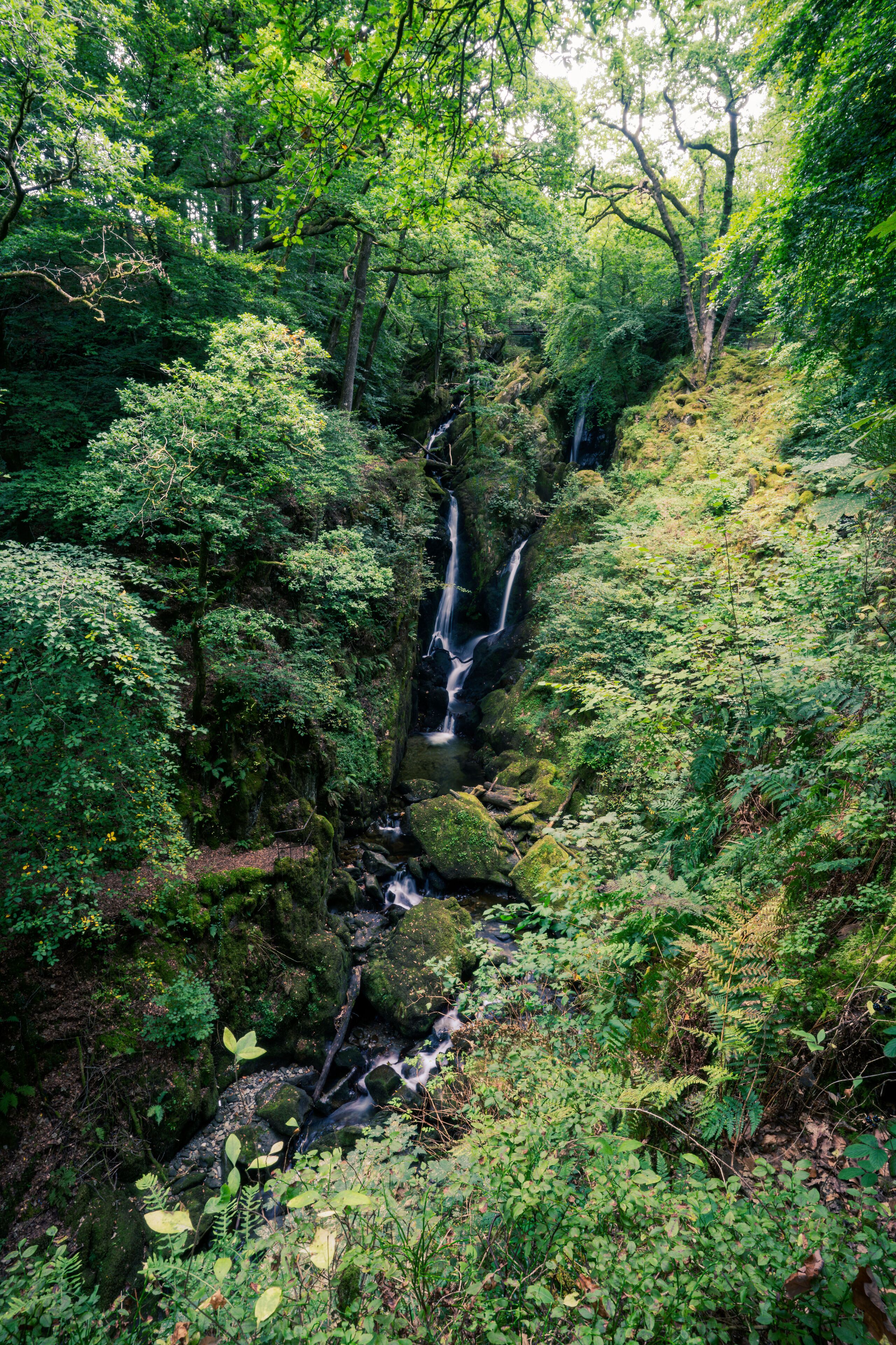 A lush forest with a cascading waterfall.