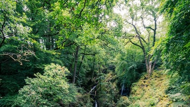 Uma floresta exuberante com uma cascata.