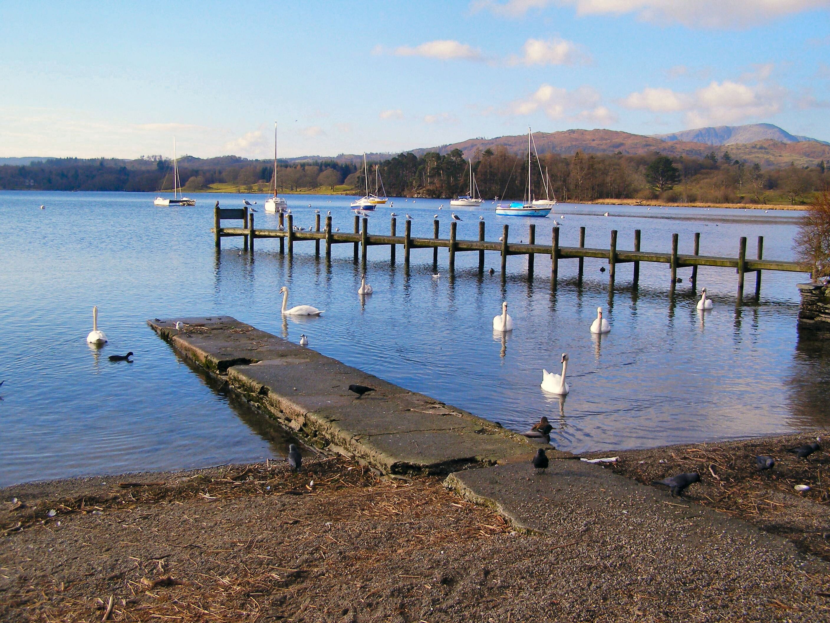 A calm lake with swans and seagulls, a wooden pier, and sailboats in the background.