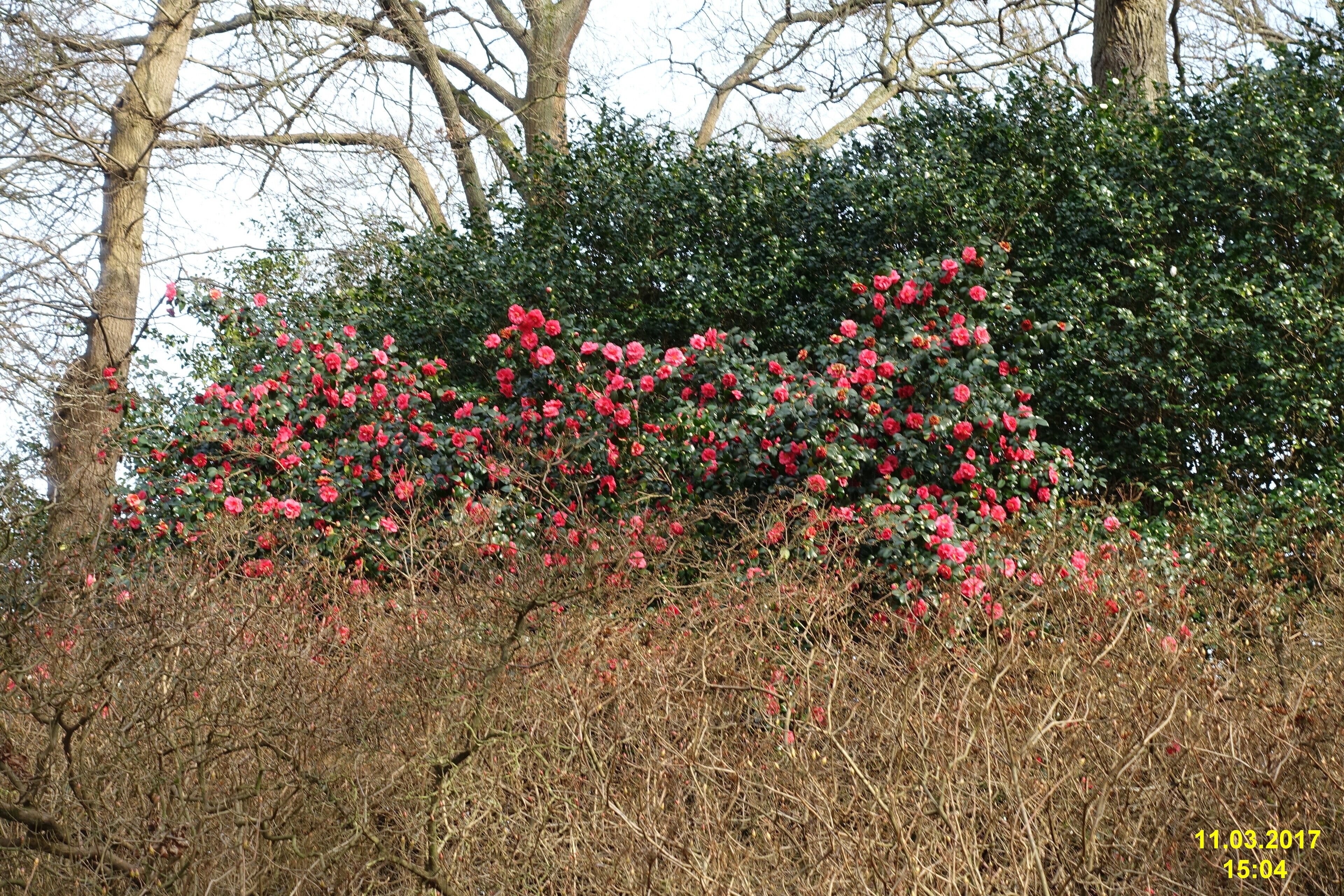 Camellia (WGP)