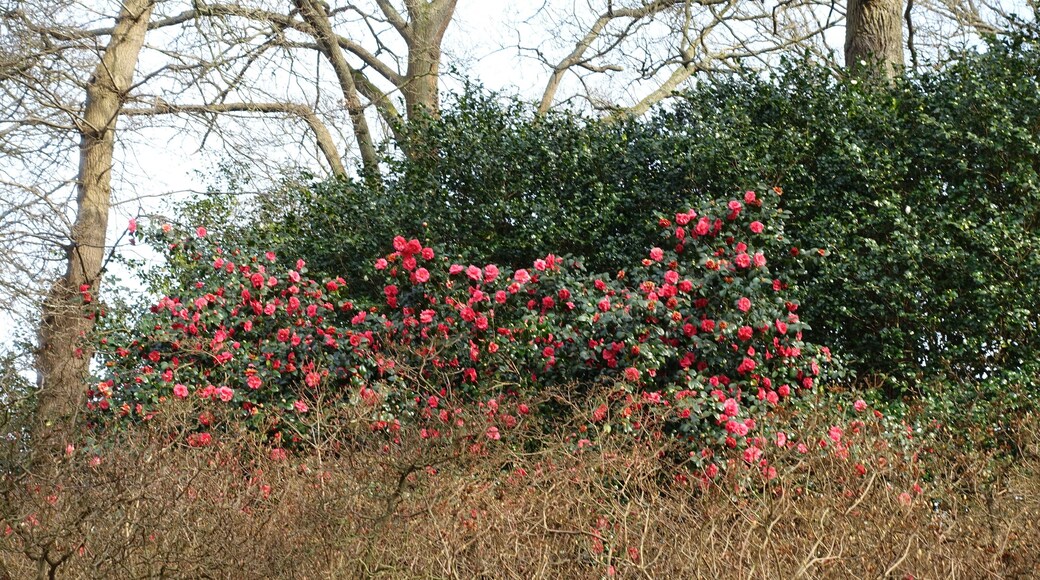 Camellia (WGP)