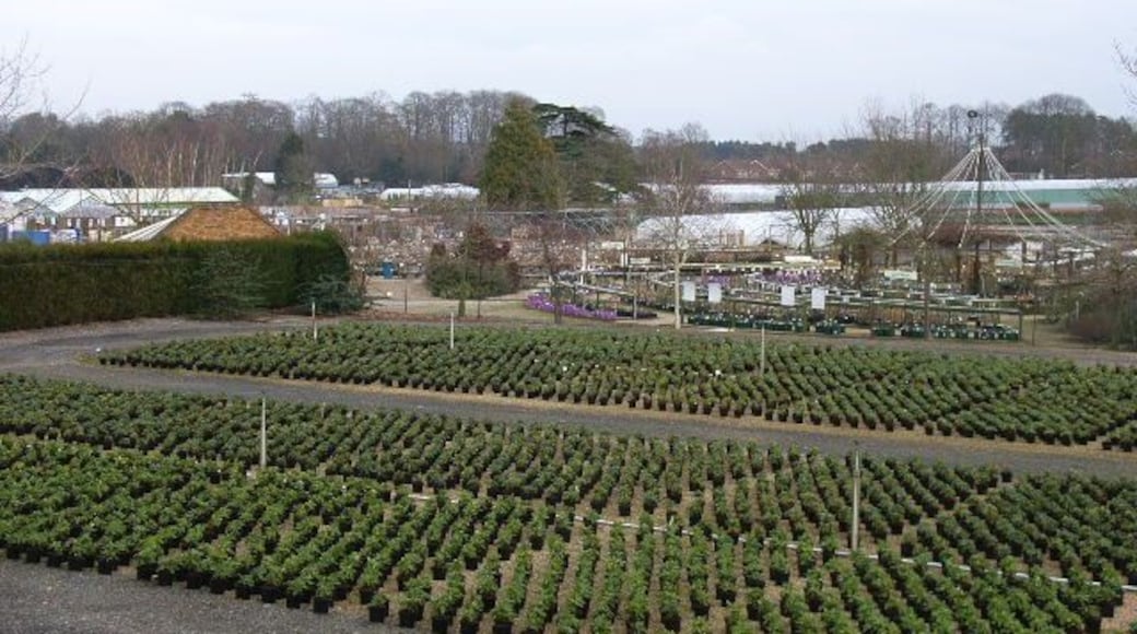 Notcutts Garden Centre, Bagshot.