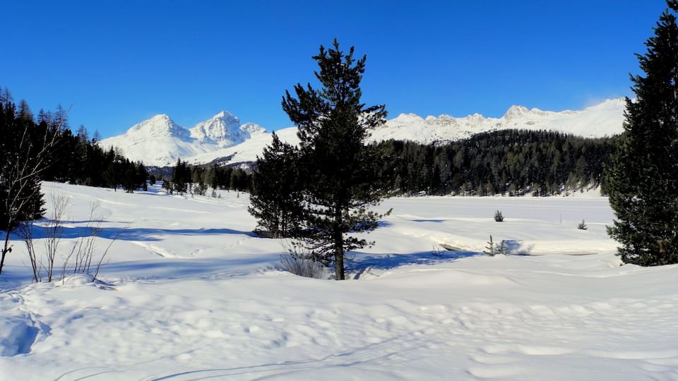 A snowy landscape with a clear blue sky, a forest of evergreen trees, and snow-covered mountains in the background.