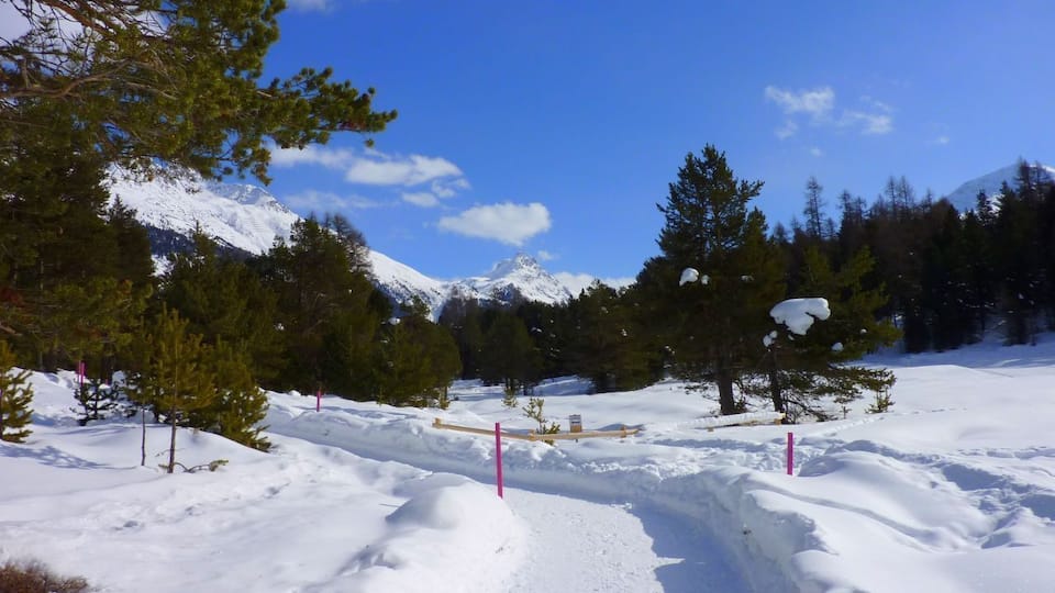 A snowy mountain path with trees and a clear blue sky.