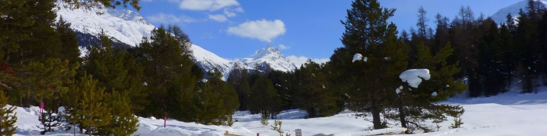 Un sendero nevado en la montaña, con árboles y un cielo azul despejado.