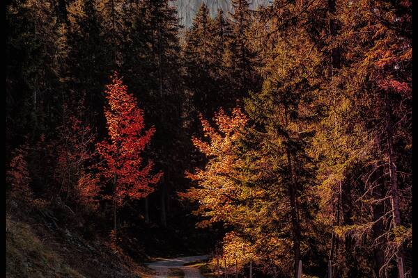Path leading to the Gastlosen mountain in autumn