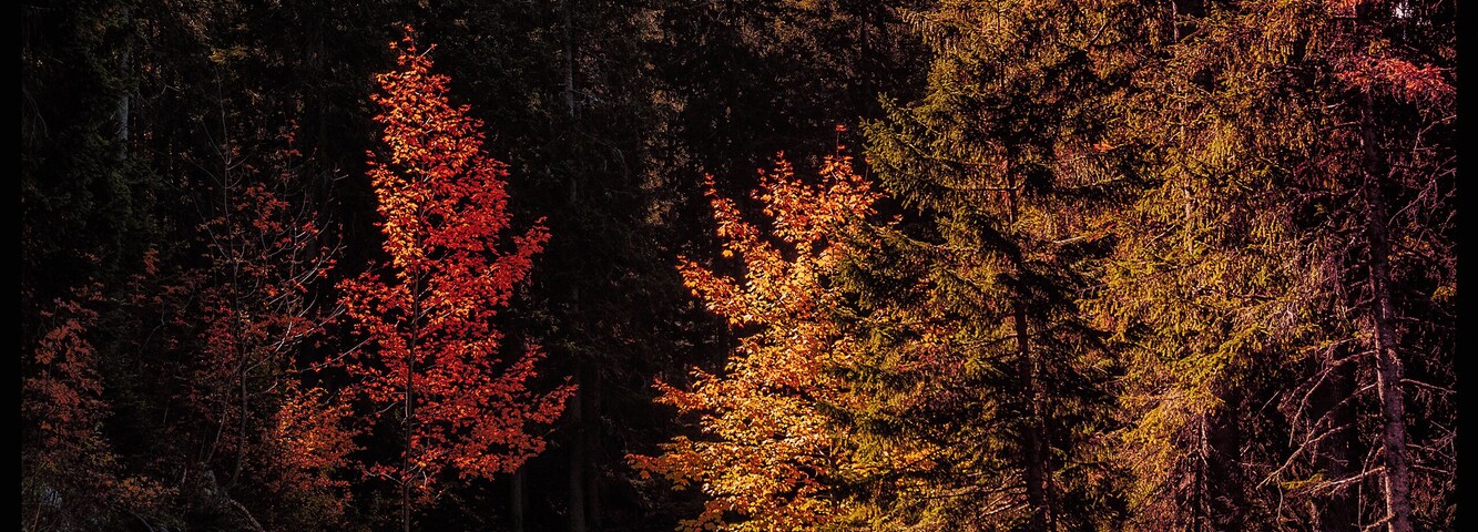 Path leading to the Gastlosen mountain in autumn
