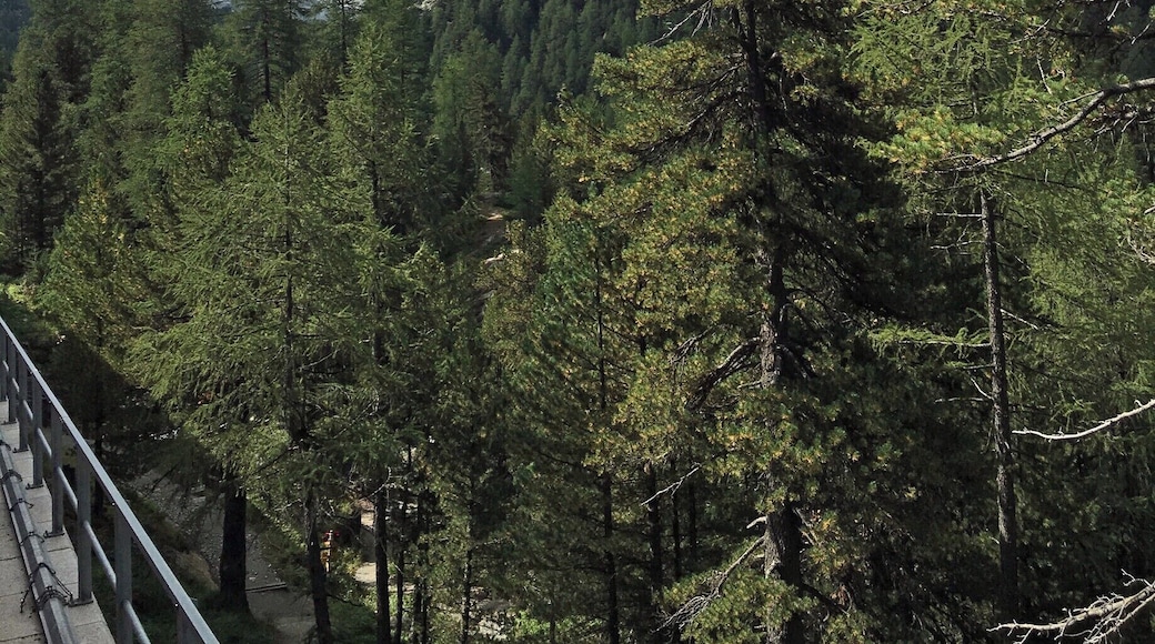 From Pontresina on the Bernina Express this is close to St Moritz on the climb up towards Lago Bianco.