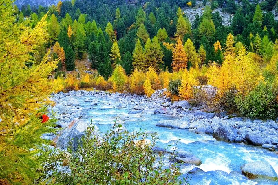 Une rivière qui traverse une forêt aux arbres aux couleurs automnales.