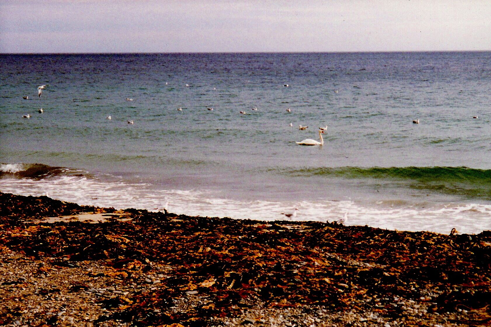 Douglas - Central Promenade beach in morning The swan got my attention, as it was so much larger than the sea gulls nearby.