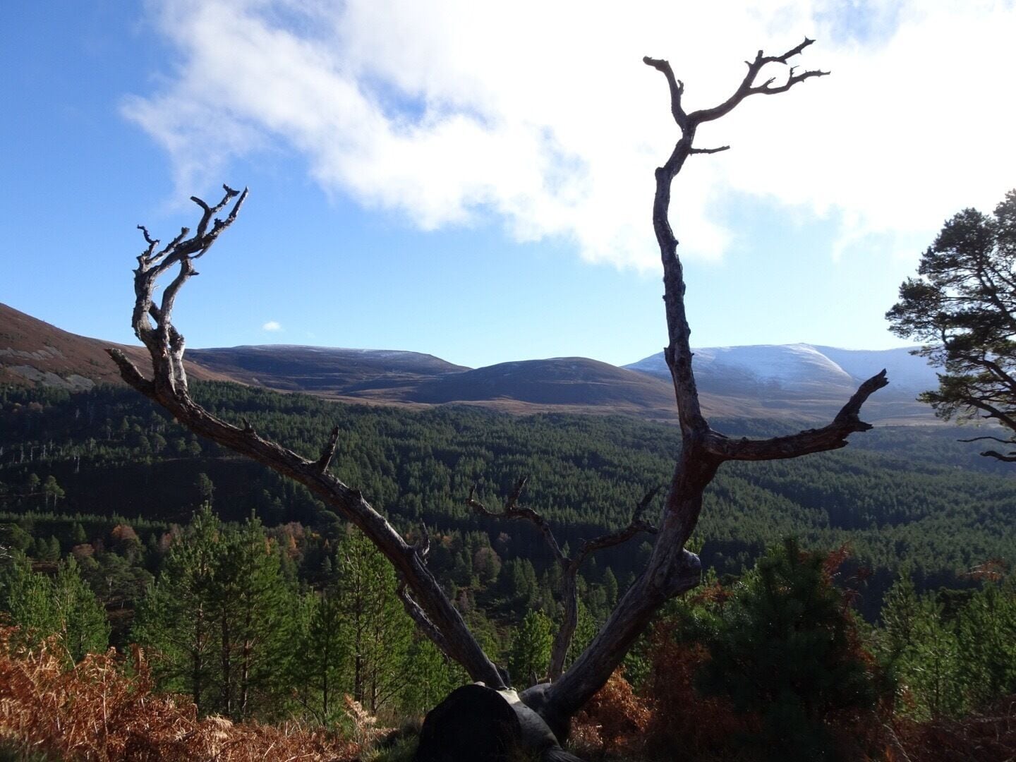 These branches remind me of antlers.