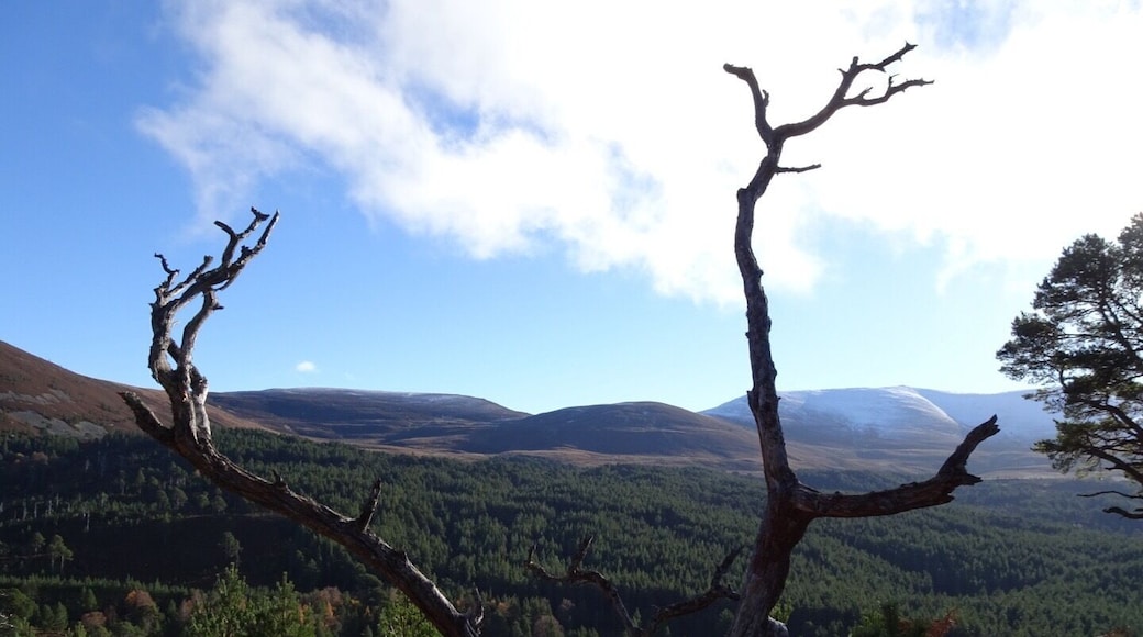 These branches remind me of antlers.