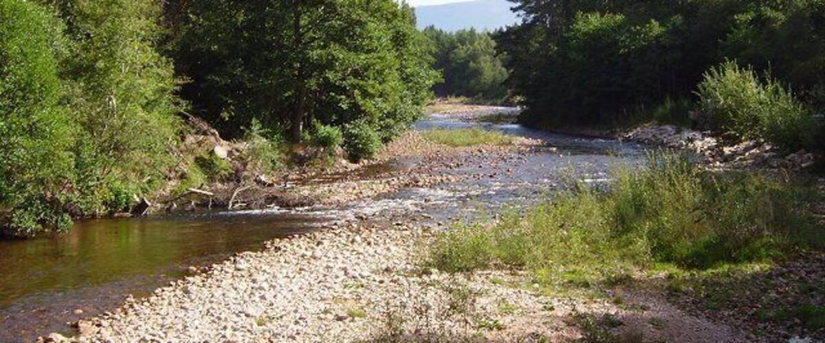 A river flowing through a forested area with dense trees and rocky riverbanks.