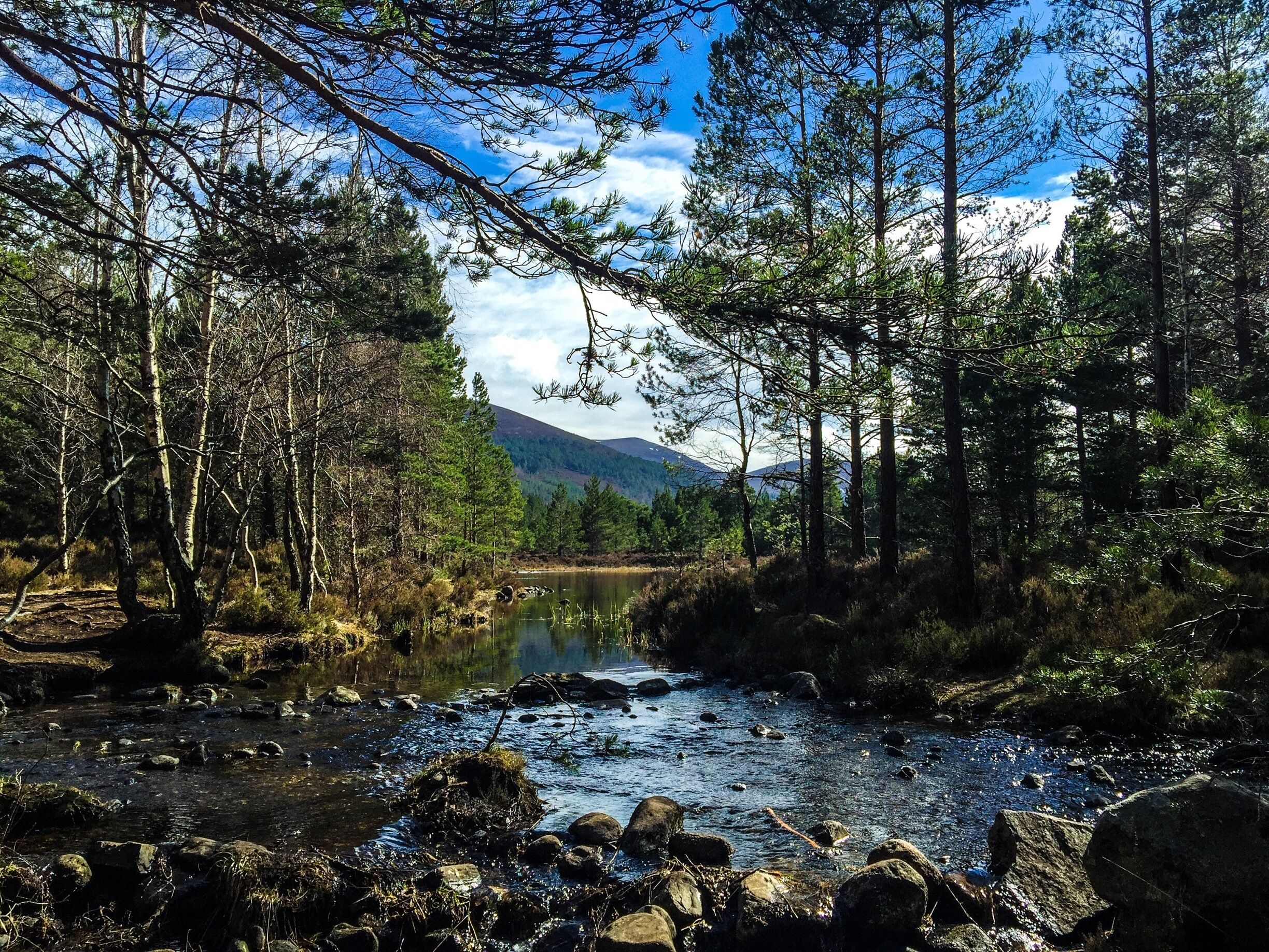 A river flowing through a forest with mountains in the background.
