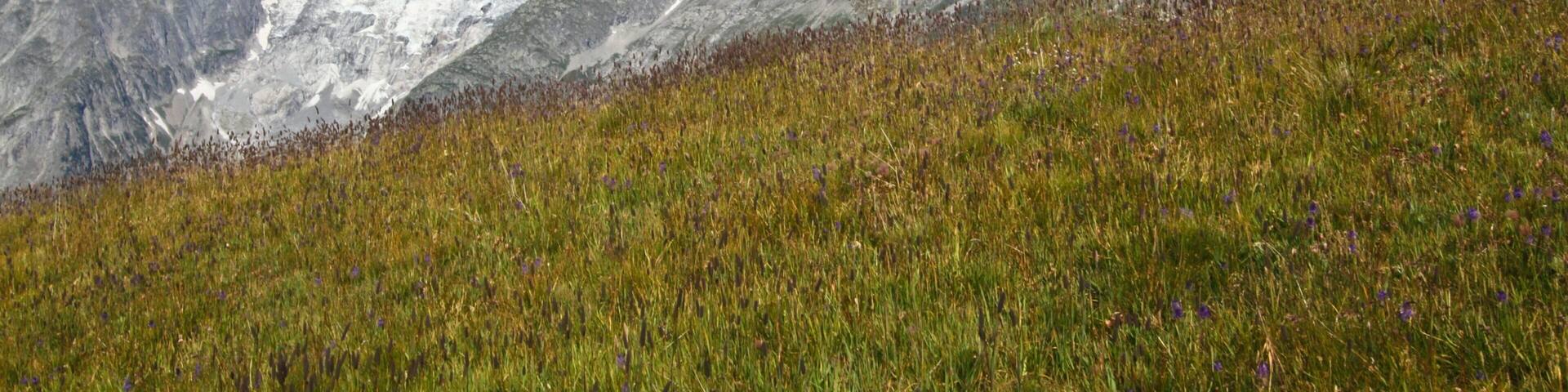 Courmayeur featuring snow and mountains