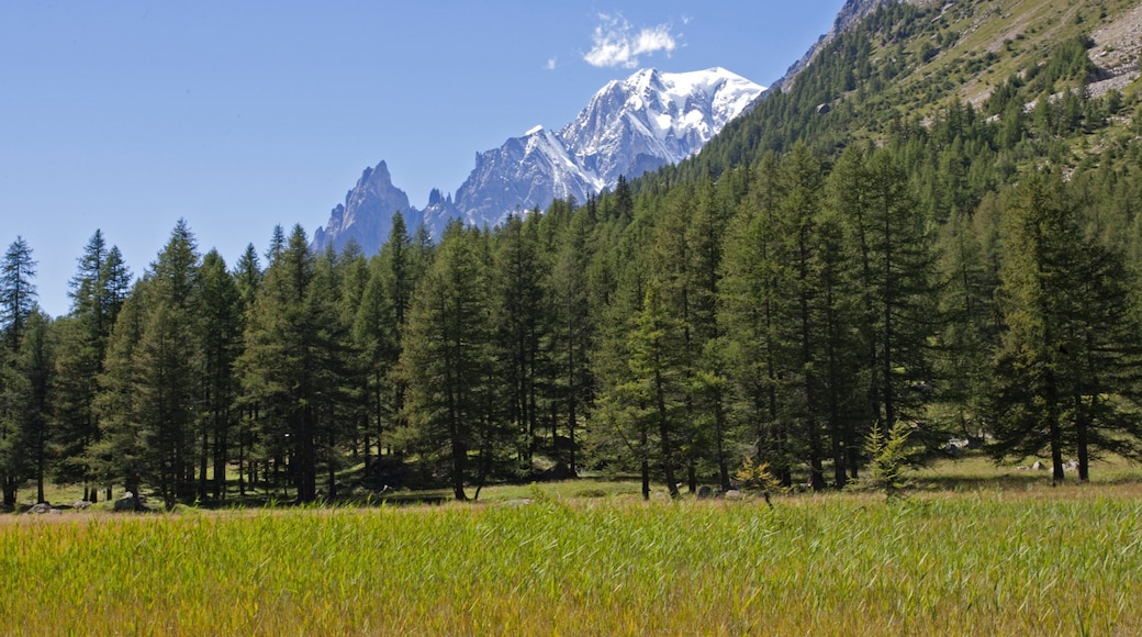 Courmayeur som viser skoglandskap