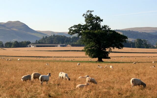 A field with grazing sheep, a large tree, and distant hills.