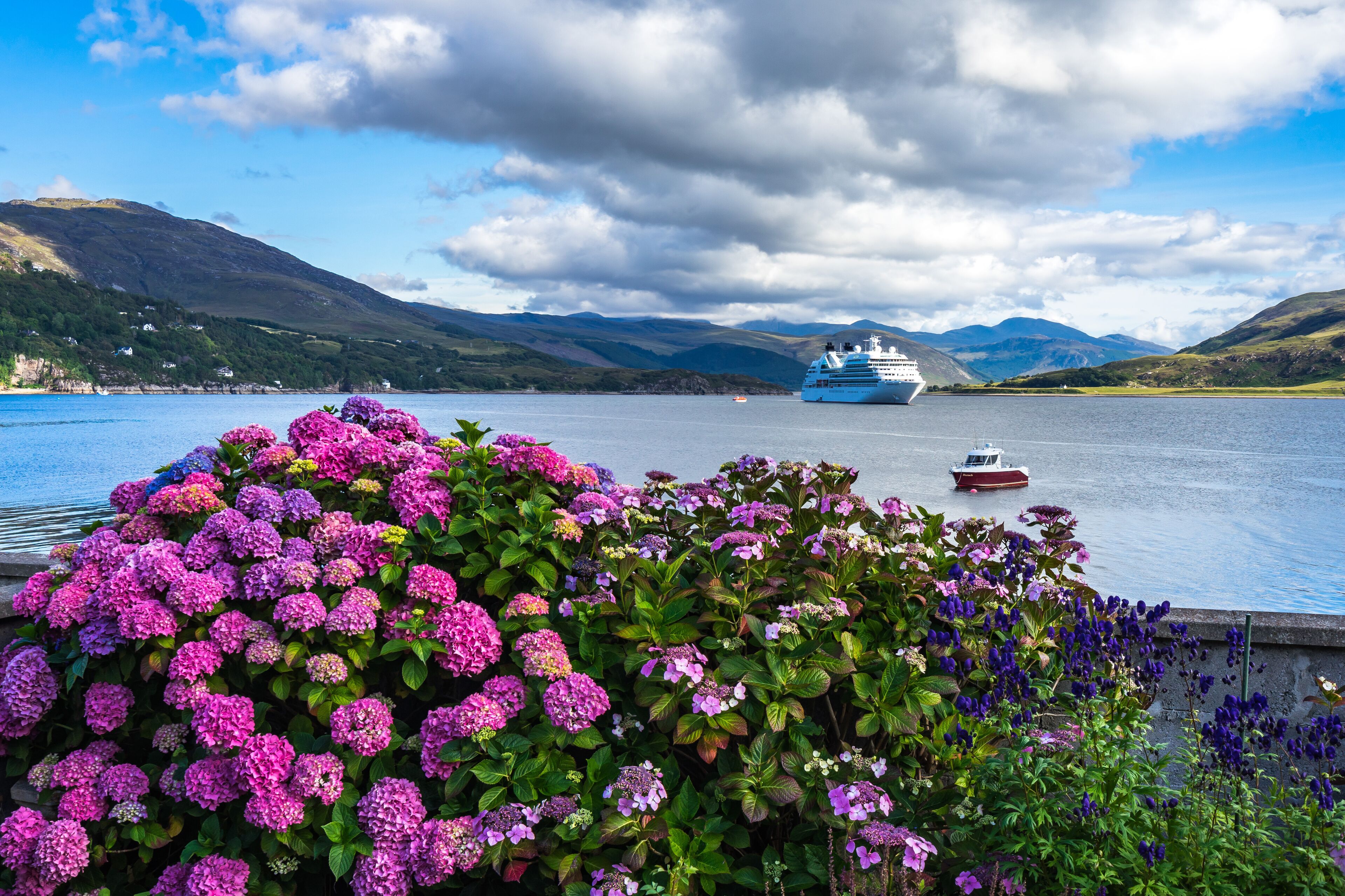 A cruise ship on a calm lake with mountains in the background and vibrant purple hydrangeas in the foreground.