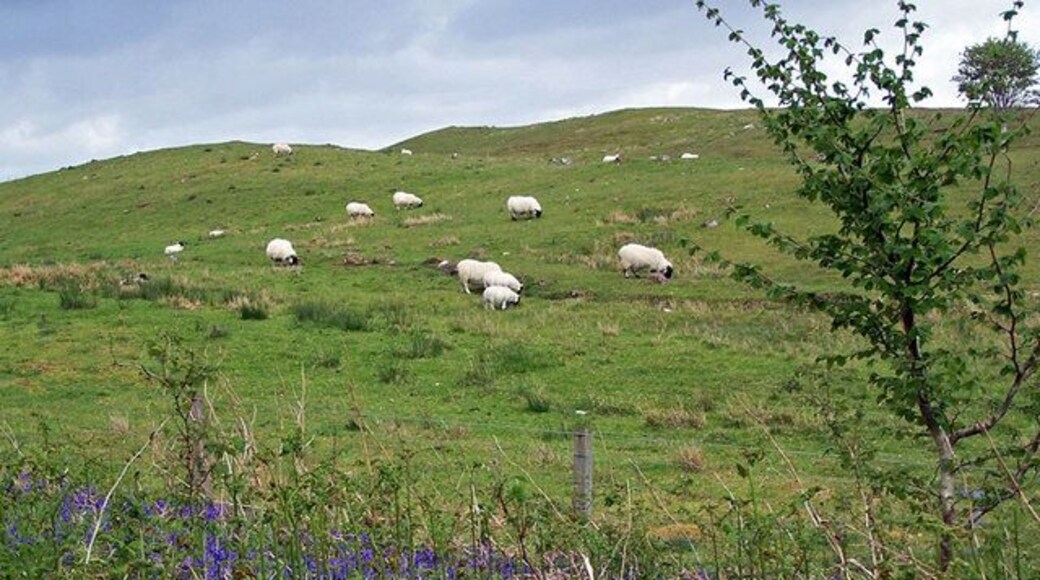 Bluebells, bracken and baa-lambs Spring at Ollach in the Braes.