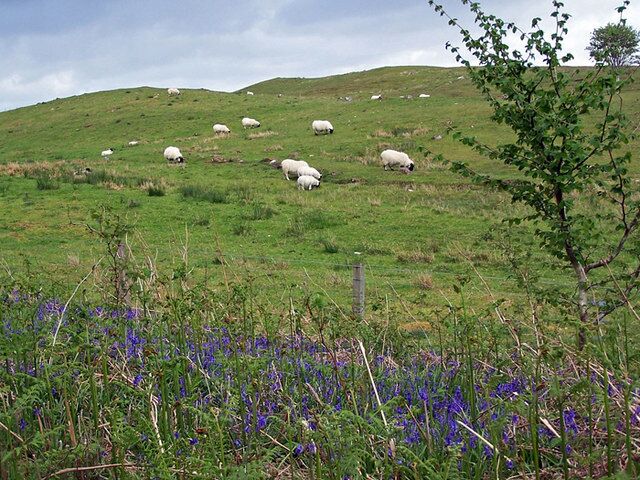 A grassy hill with sheep grazing, purple flowers in the foreground, and a wooden fence.