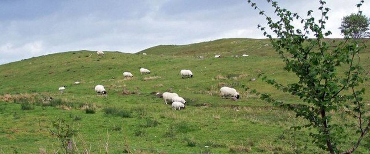 A grassy hill with sheep grazing, purple flowers in the foreground, and a wooden fence.